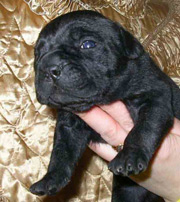 ЩЕНКИ КАНЕ КОРСО ИЗ ПИТОМНИКА