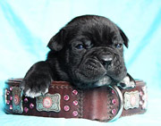 ЩЕНКИ КАНЕ КОРСО ИЗ ПИТОМНИКА