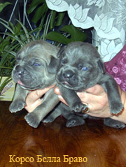 ЩЕНКИ КАНЕ КОРСО ИЗ ПИТОМНИКА